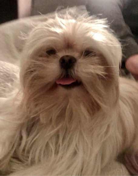 Meet your Posher, Niya - Picture 1 of 1